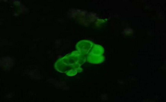 ΠΡΠ°Π΄ΠΎΠΊ Π°ΡΡΠΈΡΠΈΡΠ΅ΡΠΊΠΎΠΉ ΠΆΠΈΠ΄ΠΊΠΎΡΡΠΈ, Π€ΠΠ¦Π₯ (Π‘Π125), AlexaFluor-488